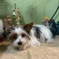 Kramer, a male Yorkshire Terrier for sale in Hico, TX – Photo 2 of 5