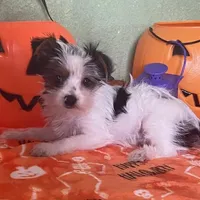 Kramer, a male Yorkshire Terrier for sale in Hico, TX – Photo 3 of 5