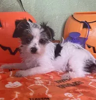 Kramer, a male Yorkshire Terrier for sale in Hico, TX – Photo 3 of 5