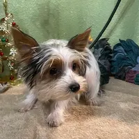 Kramer, a male Yorkshire Terrier for sale in Hico, TX – Photo 1 of 5