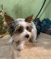 Kramer, a male Yorkshire Terrier for sale in Hico, TX – Photo 1 of 5