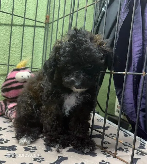 Grace – Poodle - Toy  puppy for sale in Hico, TX