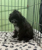 Grace, a female Poodle - Toy  for sale in Hico, TX – 2 of 5