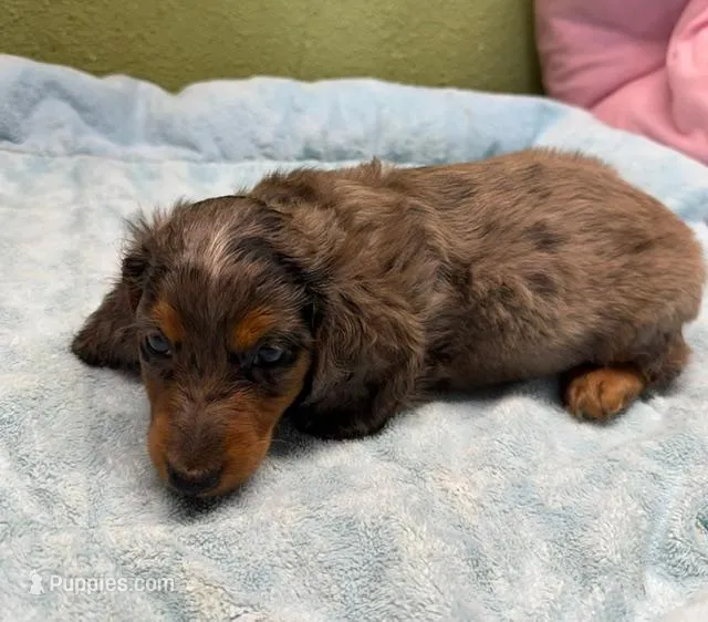 Ricky – Miniature Dachshund puppy for sale in Hico, TX