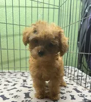 Gemma, a female Poodle - Toy  for sale in Hico, TX – 3 of 5