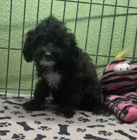 Grace, a female Poodle - Toy  for sale in Hico, TX – 4 of 5