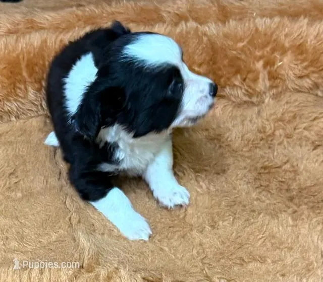 Chief – Chihuahua puppy for sale in Hico, TX