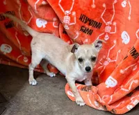Bud, a male Chihuahua for sale in Hico, TX – 3 of 3