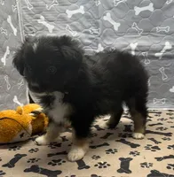 Helen, a female Toy Australian Shepherd for sale in Hico, TX – 2 of 3