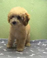 Elmo, a male Poodle - Miniature  for sale in Hico, TX – 6 of 6