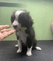 Brandy, a female Miniature Aussiedoodle for sale in Hico, TX – 2 of 2