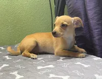 Bisquick, a male Chihuahua for sale in Hico, TX – 4 of 5