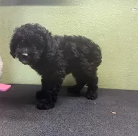 Whiskey, a female Miniature Aussiedoodle for sale in Hico, TX – 2 of 2