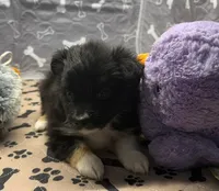 Hannah, a female Toy Australian Shepherd for sale in Hico, TX – 2 of 3