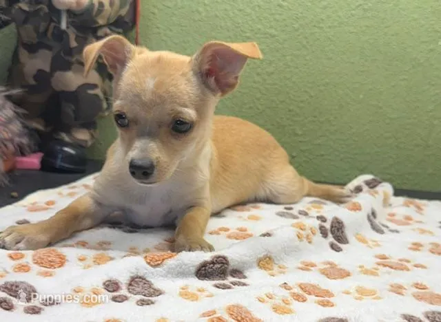 Bud – Chihuahua puppy for sale in Hico, TX