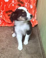 Dallas, a female Miniature Australian Shepherd for sale in Hico, TX – 3 of 4