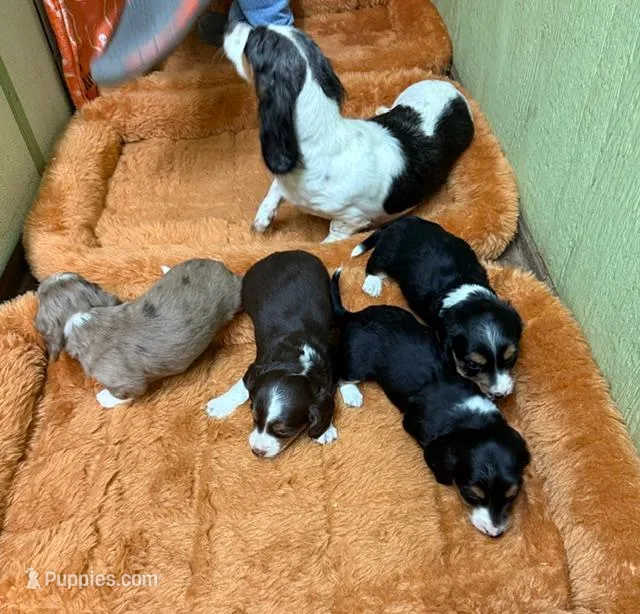 Gumdrop – Miniature Dachshund puppy for sale in Hico, TX