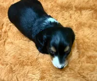 Gabe, a male Miniature Dachshund for sale in Hico, TX – 2 of 5