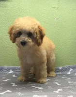 Elmo, a male Poodle - Miniature  for sale in Hico, TX – 2 of 6
