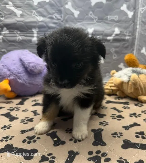 Helen – Toy Australian Shepherd puppy for sale in Hico, TX