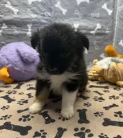 Helen, a female Toy Australian Shepherd for sale in Hico, TX – 1 of 3