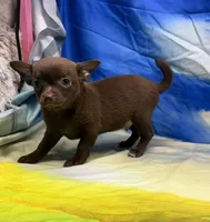 Steal, a male Chihuahua for sale in Hico, TX – 3 of 3