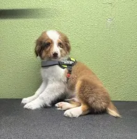 Romeo, a male Australian Shepherd for sale in Hico, TX – 3 of 3