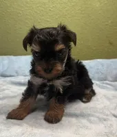 Tess, a female Yorkshire Terrier and Poodle - Toy  for sale in Hico, TX – 3 of 3