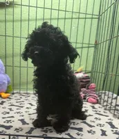Glory, a female Poodle - Toy  for sale in Hico, TX – 4 of 4