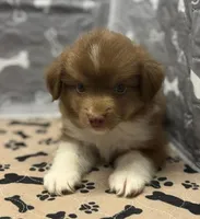 Henry, a male Toy Australian Shepherd for sale in Hico, TX – 2 of 2