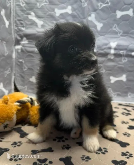 Helen – Toy Australian Shepherd puppy for sale in Hico, TX