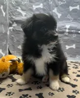 Helen, a female Toy Australian Shepherd for sale in Hico, TX – 1 of 3