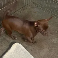 Steal, a male Chihuahua for sale in Hico, TX – 3 of 5