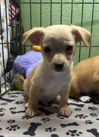 Bisquick, a male Chihuahua for sale in Hico, TX – 3 of 5
