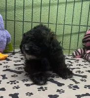 Grace, a female Poodle - Toy  for sale in Hico, TX – 3 of 5