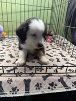 Dixie, a male Miniature Australian Shepherd for sale in Hico, TX – 3 of 3