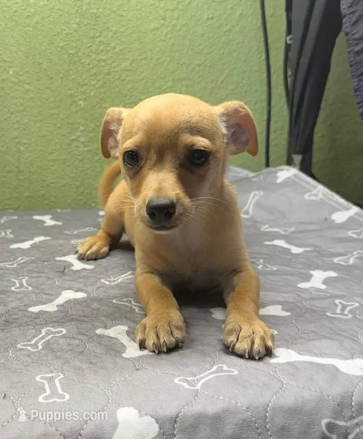 Bisquick – Chihuahua puppy for sale in Hico, TX