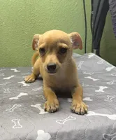 Bisquick, a male Chihuahua for sale in Hico, TX – 1 of 5