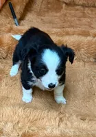 Chief, a male Chihuahua for sale in Hico, TX – 2 of 2