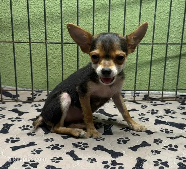 Tinker – Chihuahua puppy for sale in Hico, TX