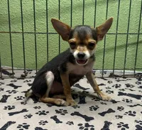 Tinker, a female Chihuahua for sale in Hico, TX – 1 of 5