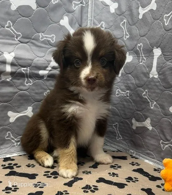 Harley – Toy Australian Shepherd puppy for sale in Hico, TX
