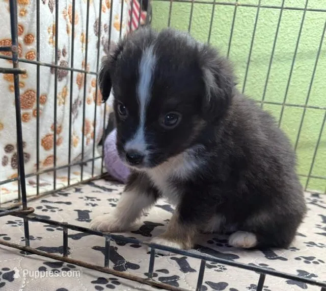 Darcy – Miniature Australian Shepherd puppy for sale in Hico, TX