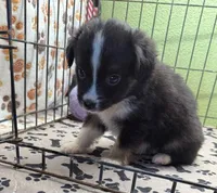 Darcy, a male Miniature Australian Shepherd for sale in Hico, TX – 1 of 3