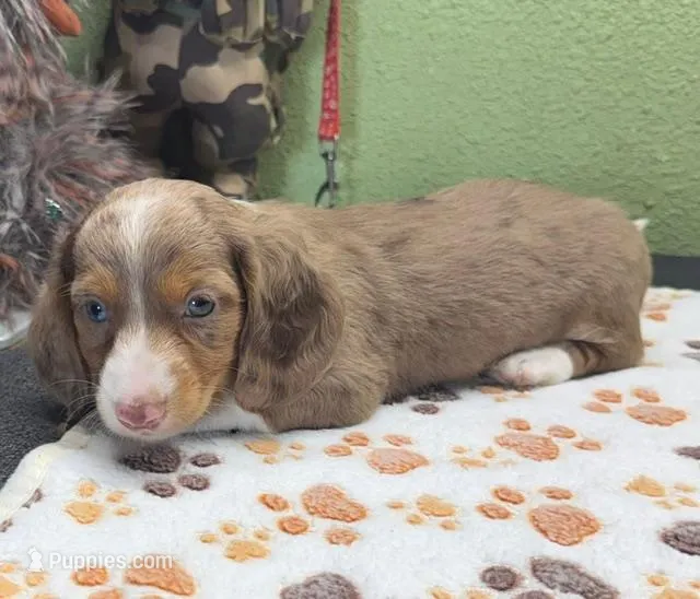 Gizmo – Miniature Dachshund puppy for sale in Hico, TX