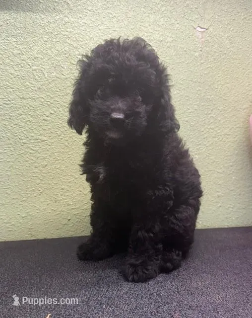 Whiskey – Miniature Aussiedoodle puppy for sale in Hico, TX