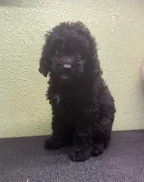 Whiskey, a female Miniature Aussiedoodle for sale in Hico, TX – 1 of 2