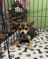 Tinker, a female Chihuahua for sale in Hico, TX – 2 of 5
