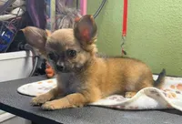 Cammie, a female Chihuahua for sale in Hico, TX – 3 of 4