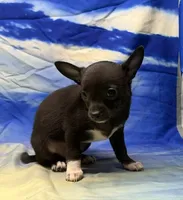 Sebrina, a female Chihuahua for sale in Hico, TX – 3 of 3